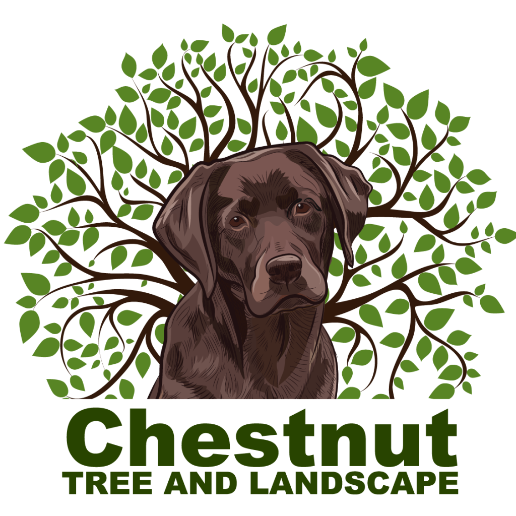 Chestnut Tree Logo